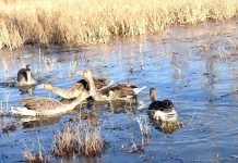 Migratory birds resting in Katpana Desert Lake
