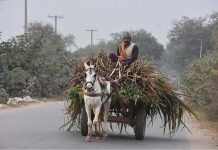 The farmer is on his way after loading fodder on his donkey cart for animals.