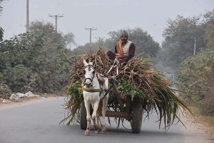 The farmer is on his way after loading fodder on his donkey cart for animals.