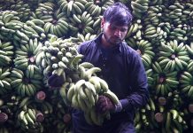 Labourer unloading Banana from vehicles at Vegetable Market in the Provincial Capital