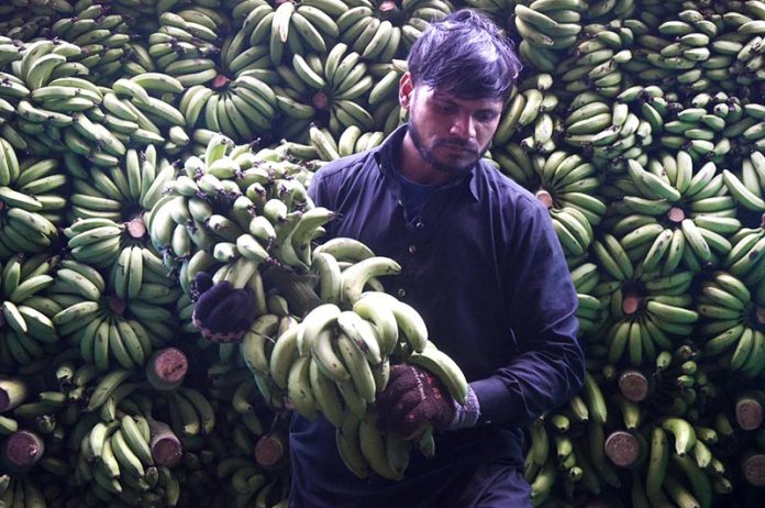 Labourer unloading Banana from vehicles at Vegetable Market in the Provincial Capital