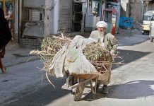 An elderly man carries bushes and dry wood in his push cart