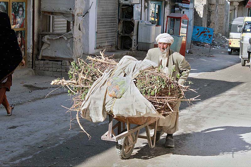 An elderly man carries bushes and dry wood in his push cart