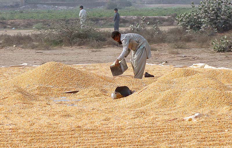 Labourer spreading corn cobs after collecting from field for drying purpose at his workplace.