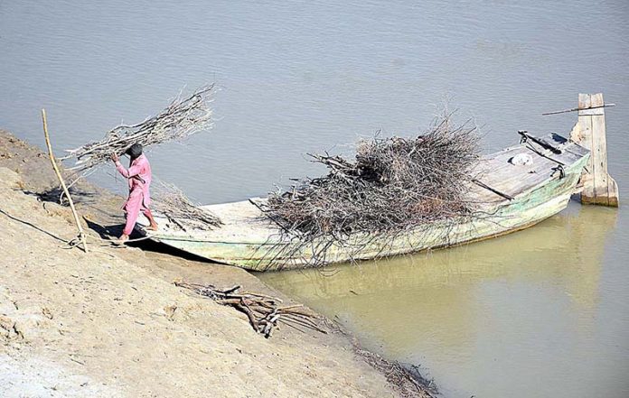 A villager unloading dry branches of trees from his boat at Indus River near Larkana-Khairpur Bridge