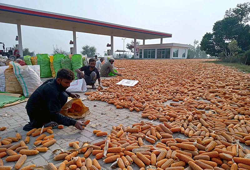 Laborers filling corn cobs in bags after drying at bhawana road