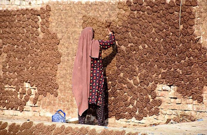 A woman pasting dung-cakes on the wall of her house for drying purpose, to be used for burning purpose at Rice Canal Road