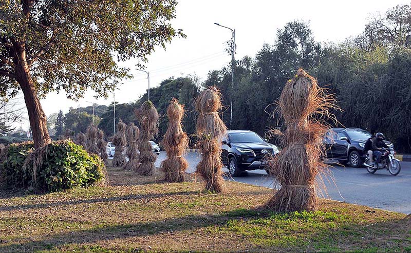 A view of plants covered to protect from cold weather along Murree Road