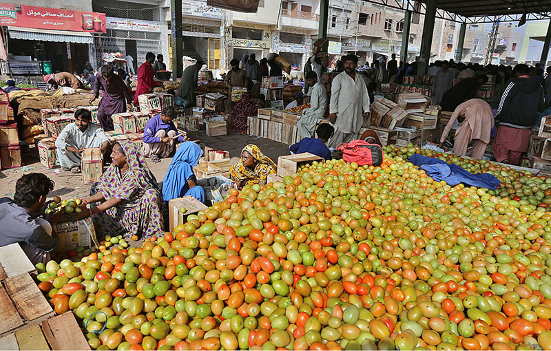 Labourer busy in packing tomatoes in wooden boxes at Subzi Mandi