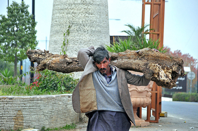 A person on his way carrying a heavy branch of tree for domestic use near Lake View Park