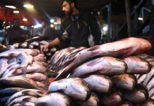 A vendor displaying fishes at outside the Dehli Gate as demand increased in the area due to cold weather.