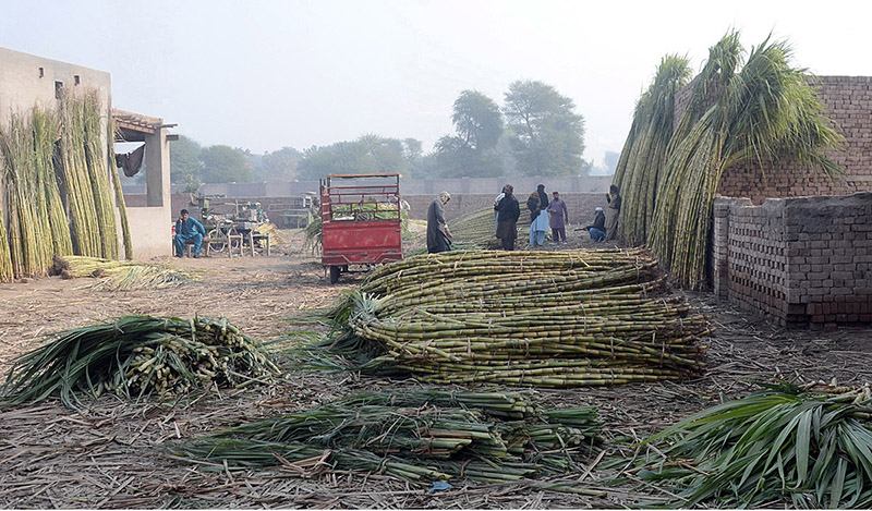 Traders displaying sugarcane to attract the customer at roadside