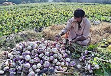 A farmer busy in collecting vegetable at a farm field near Bakrani Village