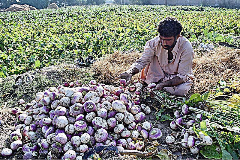 A farmer busy in collecting vegetable at a farm field near Bakrani Village