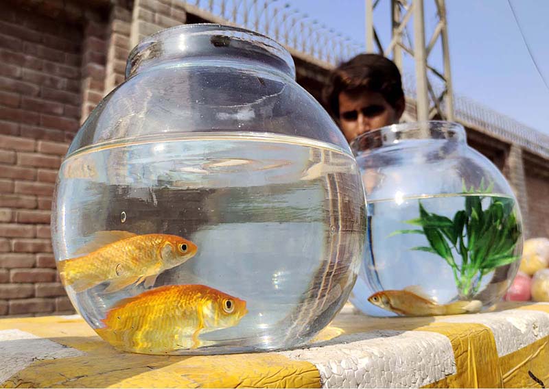 A vendor displaying fish jars to attract customers at his roadside setup