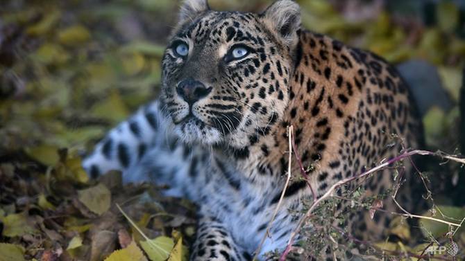 Experts demand scientific forum, evidence to address growing leopard encounter issue