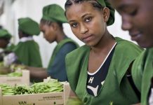 Young female workers pack beans on a farm in Addis Ababa, Ethiopia