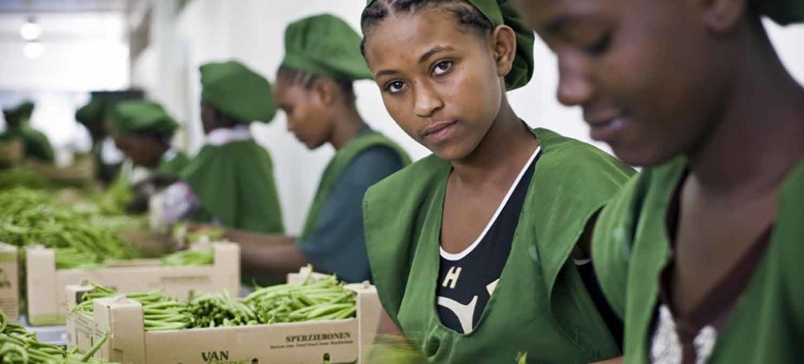 Young female workers pack beans on a farm in Addis Ababa, Ethiopia