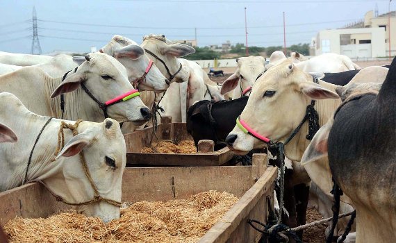 Tapping Balochistan’s livestock potential to boost economy