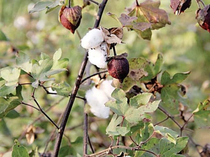 Rise in cotton cultivation gives hope for economic revival