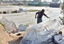 A nursery worker covers baby plants with plastic sheet to protecting from frost and cold weather