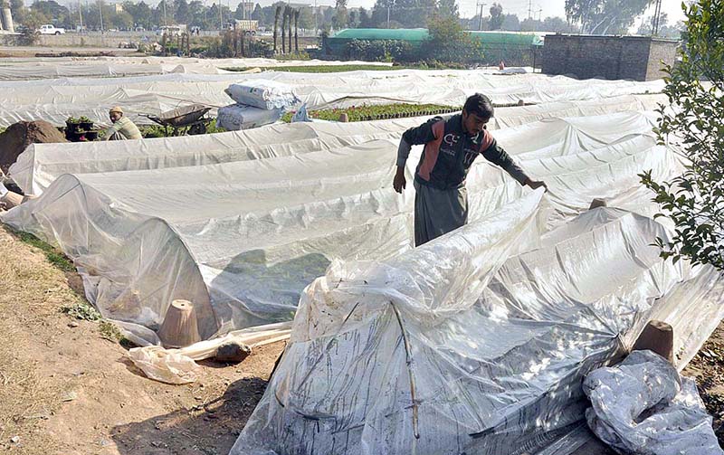 A nursery worker covers baby plants with plastic sheet to protecting from frost and cold weather