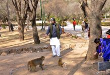 A visitor family feeding a monkey on the way to the picnic spot at Daman-e-Koh