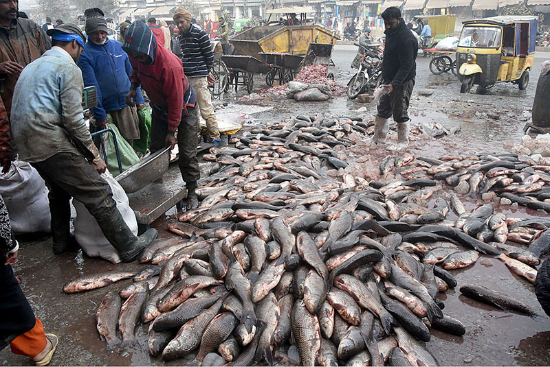 As demand increased for fish due to the cold season the vendors are buying and selling fish at Wholesale Fish Market