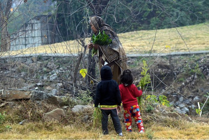 An elderly woman collecting Spinach Leaves from greenbelt of G-6 Road