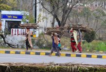 Gypsy women carrying bundle of dry wood on their heads for domestic use in the Federal Capital