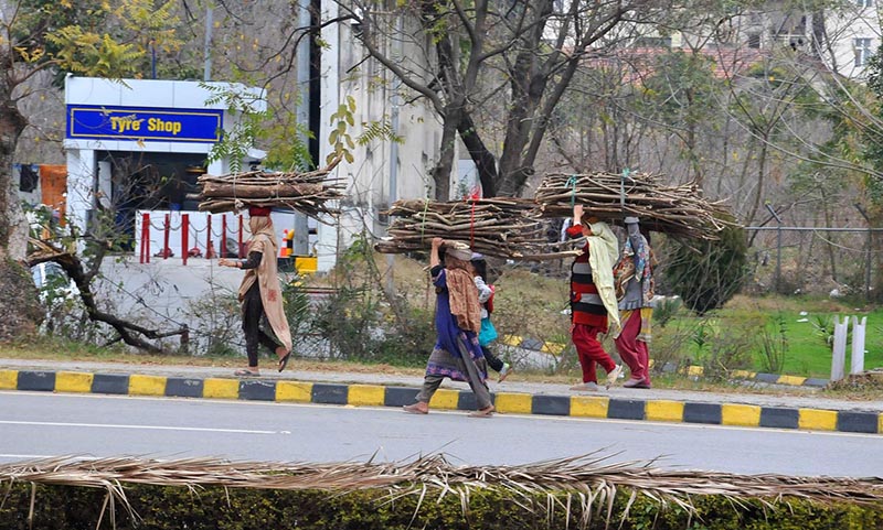 Gypsy women carrying bundle of dry wood on their heads for domestic use in the Federal Capital