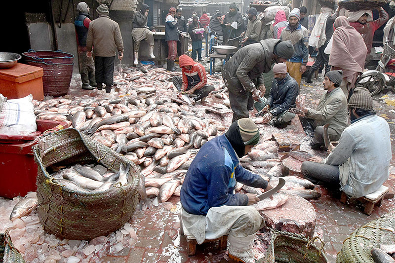 As demand increased for fish due to the cold season the vendors are buying and selling fish at Wholesale Fish Market