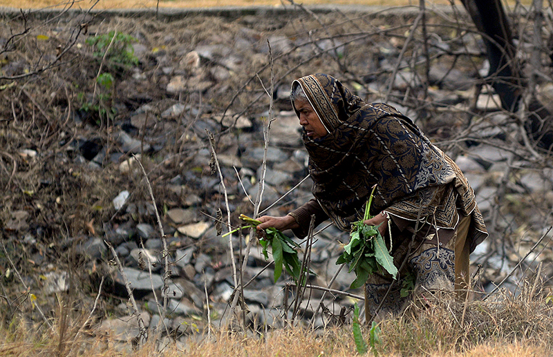 An elderly woman collecting Spinach Leaves from greenbelt of G-6 Road