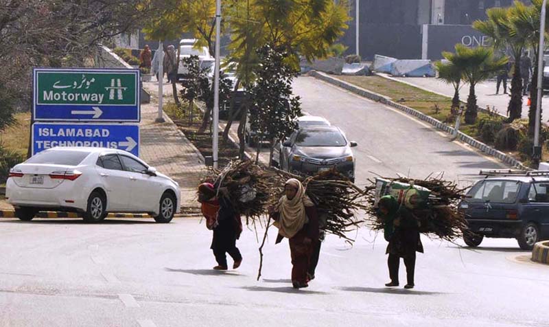 Gypsy women carrying bundle of dry wood on their heads for domestic use in the Federal Capital.