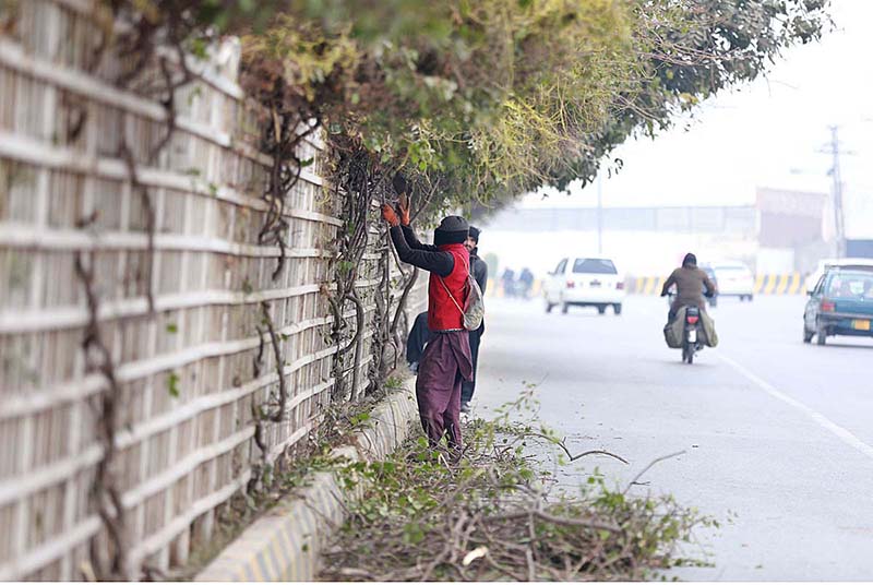 A man cutting the branches from the tree to use them for domestic purposes at Airport Road