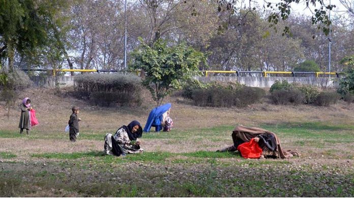 Gypsy women collecting grass for domestic use