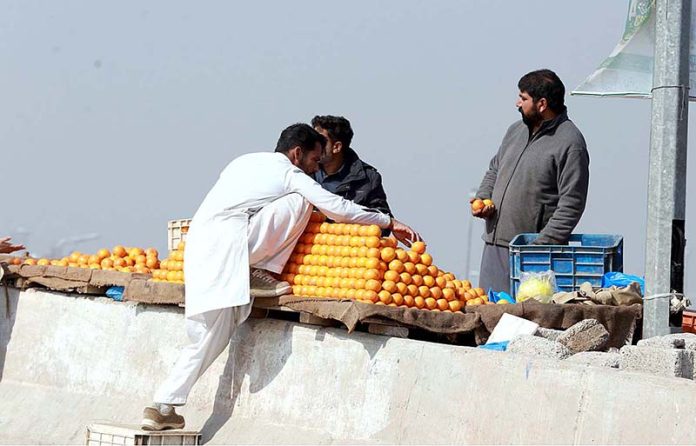 A vendor busy in arranging the seasonal fruit oranges to attract the customers at Khanna Pul