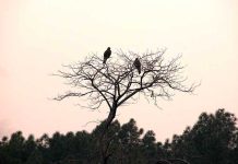 Birds sitting on leafless tree during cloudy weather in Federal Capital