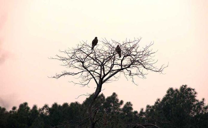 Birds sitting on leafless tree during cloudy weather in Federal Capital