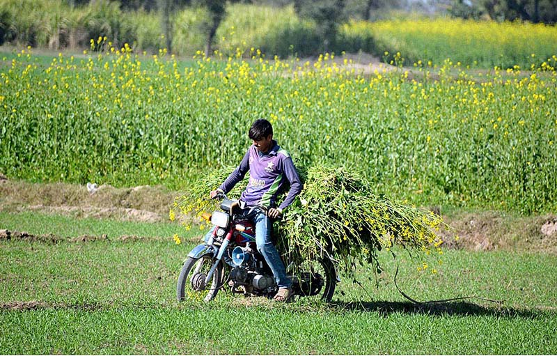 A young farmer is using motorcycle to shift green fodder from his fields to farm for cattle feeding