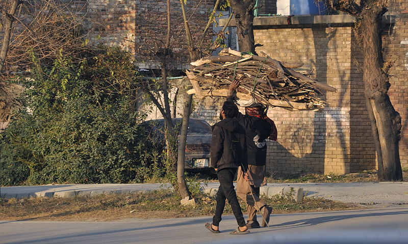 Children carrying bundle of dry wood for domestic use in the Federal Capital