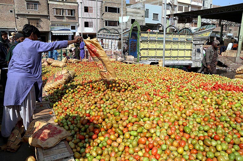 Vegetable traders unloading tomatoes for trading at vegetable market in the city