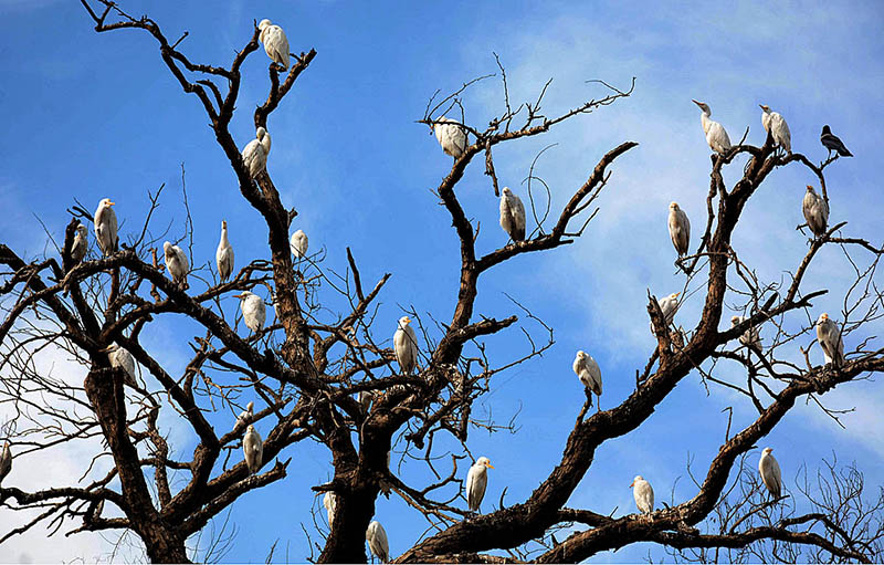 A flock of birds sitting on the branches of tree