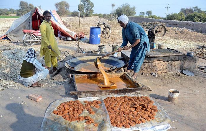 Farmer busy in making sweet items (GUR) at his workplace