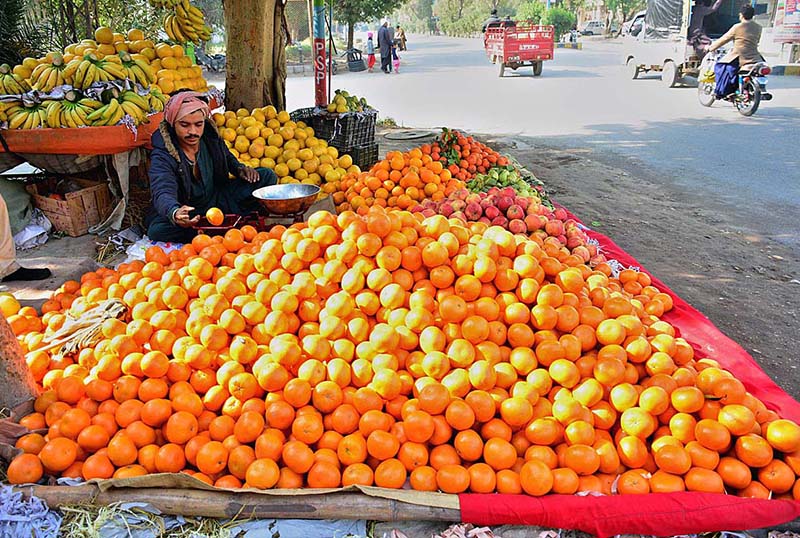 Fruit trader selling the seasonal citrus fruit Oranges and grapefruits on his roadside setup in the city