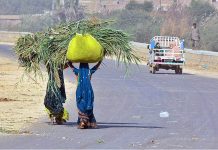Female farmers on the way carrying green fodder bundles on her head at site area