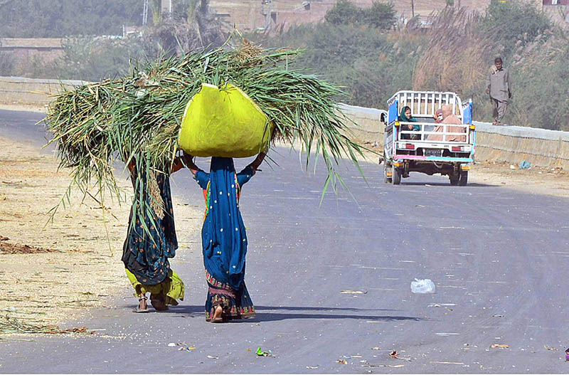 Female farmers on the way carrying green fodder bundles on her head at site area