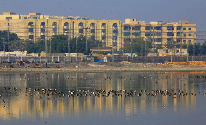 Flocks of birds sitting on the water pond at Jamshoro Road
