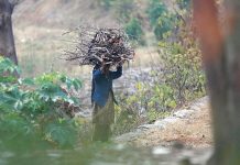 A woman on the way carrying a bundle of tree branches to be used for cooking purposes at F-11 sector in the Federal Capital