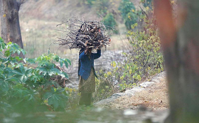 A woman on the way carrying a bundle of tree branches to be used for cooking purposes at F-11 sector in the Federal Capital